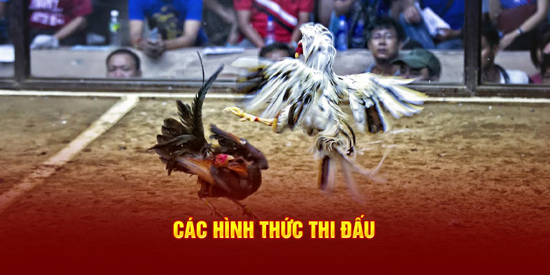 Các hình thức thi đấu