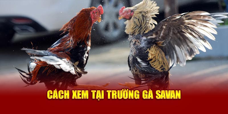 Cách xem tại Trường Gà Savan