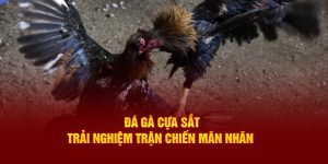 Đá gà cựa sắt