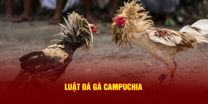 Luật đá gà Campuchia 