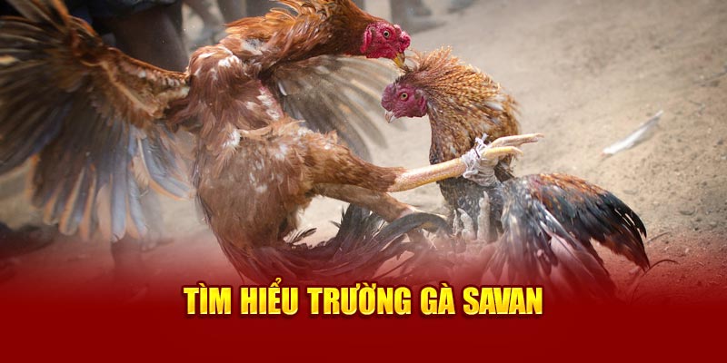 Tìm hiểu Trường Gà Savan