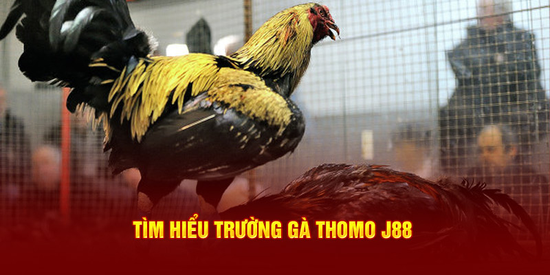 Tìm hiểu trường gà Thomo J88