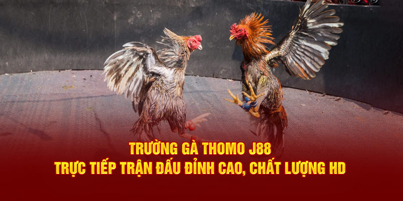 Trường Gà Thomo