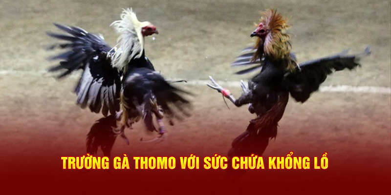 Trường gà Thomo với sức chứa khổng lồ